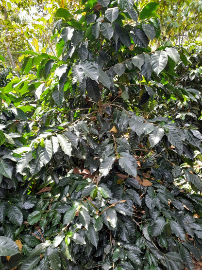 Maya Vinic - Chiapas