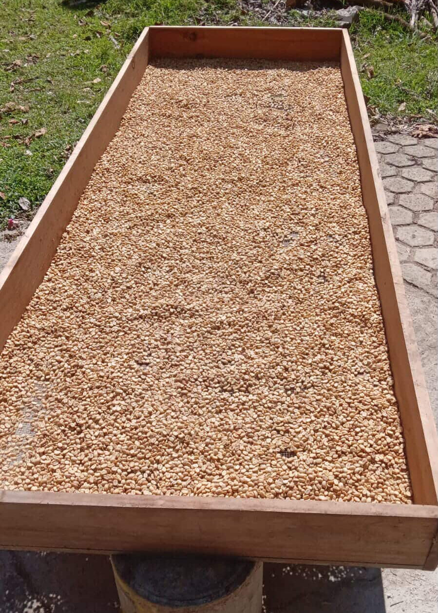 Gasildo España - Oaxaca