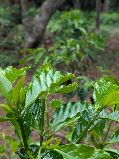 Finca Corahe - Marsellesa