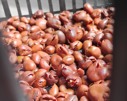 Cáscara