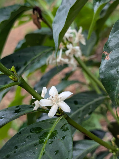 Finca Corahe - Marsellesa