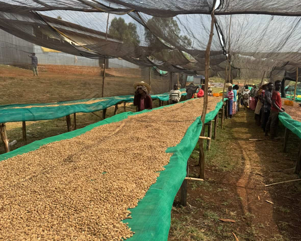 Worka Chelchele - Etiopia - Apex Specialty Roasters